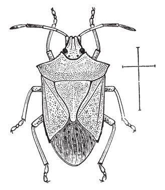 Bu resimde fasulye Ladybird, vintage çizgi çizme veya oyma illüstrasyon temsil eder..