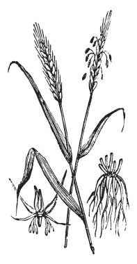 Çavdar bu bitki yaprakları çok büyük ve derin toprak, vintage çizgi çizme veya oyma illüstrasyon içinde Roots olduğunu, bu tablo.