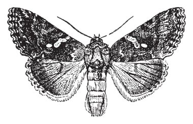 Bir resmi küçük Snapdragon çiçek bitki gösterir. Çiçek uzun, Çan şeklinde, açık ağız ve yaprakları uzun, dar. Corolla boğaz, vintage çizgi çizme veya oyma resimde küçük bir açılış vardır.