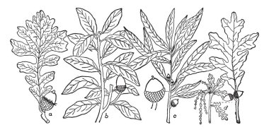 Kadın bitki taksonomik eş Capsidae, vintage çizgi çizme veya oyma illüstrasyon tarafından bilinen Bug.