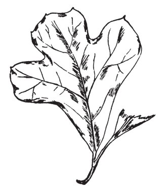 Göğüs ağırlıklar ile egzersiz bir adam, o sol bacağını öne genişletir ve o zaman sırt bir daha, vintage çizgi çizme veya oyma illüstrasyon virajlı