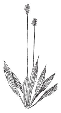 Görüntü Hanımeligiller olarak da adlandırılan bir sinek Hanımeli çalılar gösterir. Hanımeli aileler clade çenekli çiçekli bitkiler vardır. Yapraklar çoğunlukla ters stipules, vintage çizgi çizme veya oyma illüstrasyon.