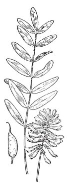 Bunlar zambak aile türü bulunmaktadır. Saparma herbacea basit yaprakları yeşil çiçekli ve saparma rotundifolia yaprakları yeşilimsi çiçek, vintage çizgi çizme veya oyma illüstrasyon parlak yeşil.