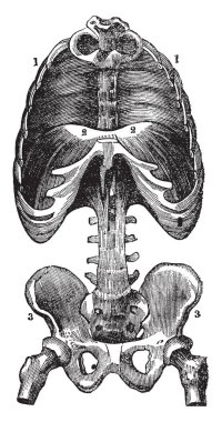 Bu resimde diyafram, vintage çizgi çizme veya oyma illüstrasyon temsil eder..