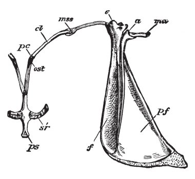 Omuz kuşak genç numune, vintage çizgi çizme veya oyma illüstrasyon göğüs kemiğinin ön sonu ile.
