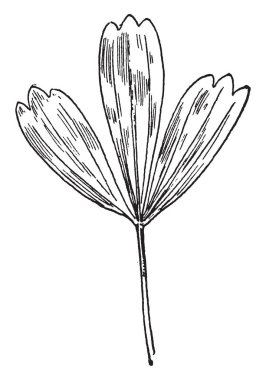 Cins Asimina, Adans (kestane) bir resim. 5-10 santim uzun, basit, kenar tüm ve ince yaprakları vardır. 3 inç uzunluğunda ve yarım santim kalınlığında yumurta şekli, vintage çizgi çizme veya oyma illüstrasyon olarak meyve yetişir.