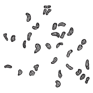 Bu tırtıklı yaprak olduğunu. Çentikli bir kenar sahip bu yaprak tarihlerde bir testere dişli apex, vintage çizgi çizme veya oyma illüstrasyon doğru işaret eden.