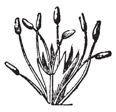 B Terricola Bombus terricola, vintage çizgi çizme veya oyma illüstrasyon.