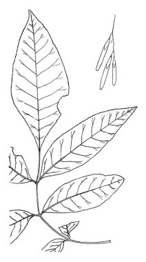 Küçük çocuk mavi, bu sahne gösterir bir çocuk uyuyor haystack altında şapka ve boynuz zemin, vintage çizgi çizme veya oyma illüstrasyon