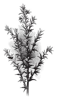 Rusya thistle familyasından bir bitki Ispanakgiller ailesi. Yaprakları bıçakları küçük ve daha az, vintage çizgi çizme veya oyma illüstrasyon SAP.