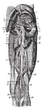 Kalça ve uyluk, vintage çizgi çizme veya oyma illüstrasyon arkası.