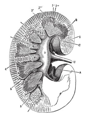 Bu resimde sağ böbrek, vintage çizgi çizme veya oyma illüstrasyon bölümünü temsil eder..