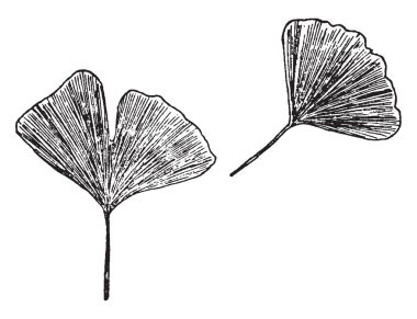 Eliptik bir yaprak bu. Yaprak kalın sürecek. Sapı kısa ve ince, vintage satır çizim veya gravür illüstrasyon.