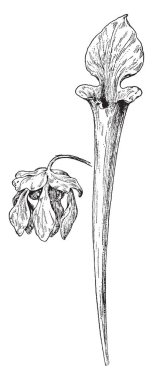 Resimde crowfoot ailesinin (Düğün çiçeğigiller), çiçek 1. ahşap Anemone 2 de dahil olmak üzere gösterilmiştir siparişte emirler. Rue Anemone 3. Yosunları, vintage çizgi çizme veya oyma illüstrasyon.