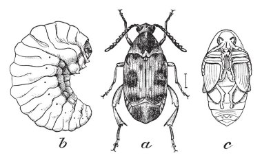 Bir resim deniz tarafı Gerardia, olarak da bilinen Gerardia maritima gösteriyor. Figwort ailesine ait. İnce yıllık bitkidir. Dar yapraklar ve çiçekler mor ve huni şekilli, vintage çizgi çizme veya oyma illüstrasyon.