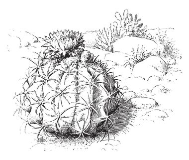 Kavun kaktüs olarak da bilinen Melocactus bitki gösteren bir resim. Çiçekleri pembe kırmızı, vintage satır çizim veya gravür illüstrasyon.