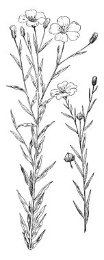 Medusoid yapısı ve çalışma işlevi, vintage çizgi çizme veya oyma resimde çeşitli Etiketler.