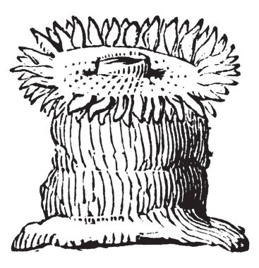 Efendim Francis Hincks, 1807-1885, o bir Kanadalı politikacı ve İngiliz Valisi Barbados üzerinden 1856 1862 için vintage çizgi çizme veya oyma illüstrasyon yapıldı.