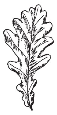 Bir resim Rose germanyum, ıtır capitatum bilinen gösteriyor. Bu rose Sardunya yaprağı, vintage çizgi çizme veya oyma illüstrasyon.