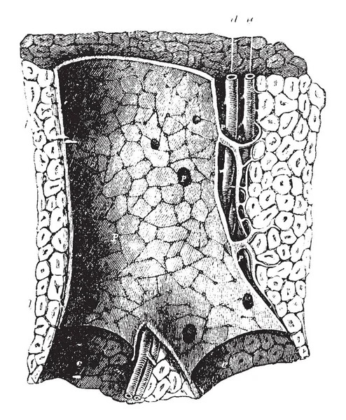 Portal Canal Die Een Portal Vein Vintage Lijntekening Gravure Van — Stockvector