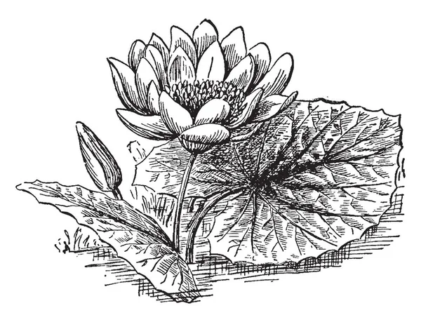 Американский Цветок Лотоса Листья Простые Круглые Голубовато Зеленые Цвету Рисунок — стоковый вектор