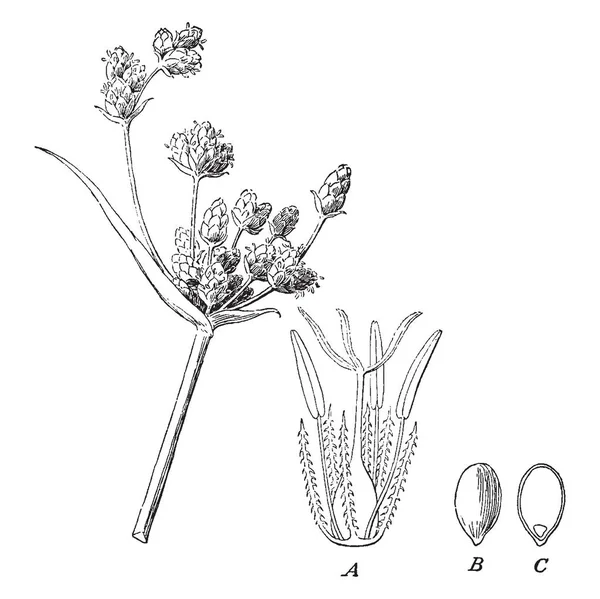 Sedges 환경에서 있습니다 그것의 줄기는 두껍고 가난한 빈티지 — 스톡 벡터