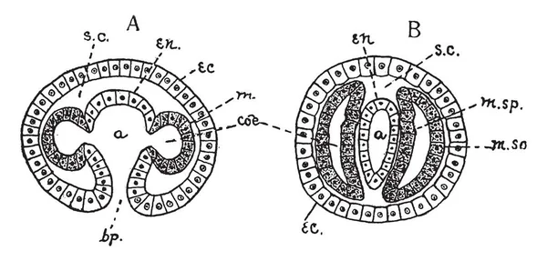 Mezoderm Tvoří Váčky Entoderm Gastrulation Vintage Kreslení Čar Nebo Gravírování — Stockový vektor