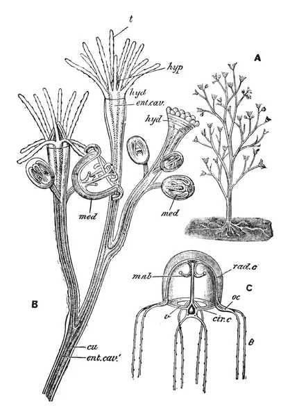 Bougainvillea Ramosa Род Гидроидов Семейства Bougainvilliidae Класса Hydrazoa Рисунок Винтажных — стоковый вектор
