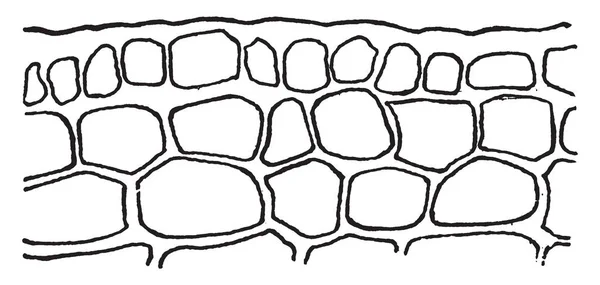 体育館 ビンテージの線描画や彫刻イラストのための馬を作成する方法の詳細な画像 — ストックベクタ