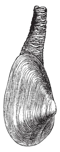 妙与蚤缀有一个白垩白色椭圆形壳 它是圆的头端 略微指出在后端 复古线画或雕刻插图 — 图库矢量图片