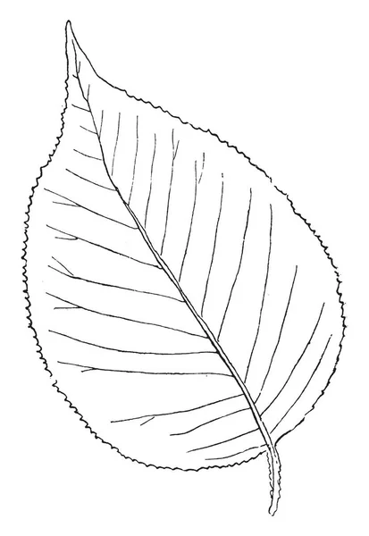 이것은 Desmodium Paniculatum 식물의 전단지 Lanceolate 모양된 빈티지 그림의 — 스톡 벡터