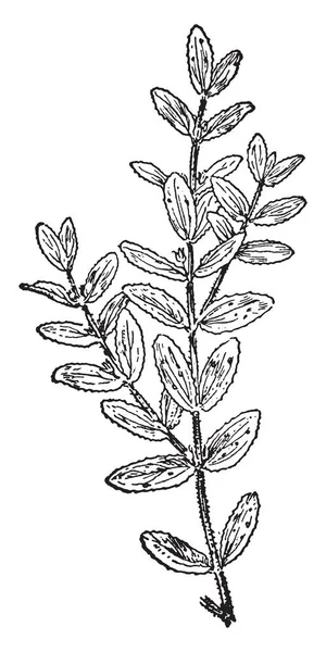 Κουνέλι Πόδι Τριφύλλι Είναι Ένα Ανθοφορία Των Φυτών Εκείνα Φύλλα — Διανυσματικό Αρχείο