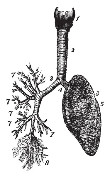 Questa Illustrazione Rappresenta Sistema Respiratorio Disegno Linee Vintage Incisione Illustrazione — Vettoriale Stock