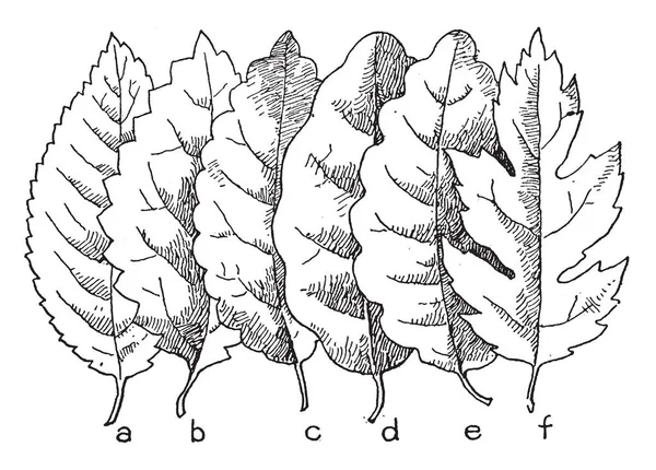 Tento Obrázek Obsahuje Šest Typů Okrajů Listů Pilovité Vroubkované Vroubkované — Stockový vektor