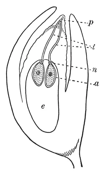 トウヒの受精胚珠の縦方向の断面の画像 花粉の花粉管 Archegonium Archegonium 核と胚嚢体胚乳 ビンテージの線描画や彫刻イラストでいっぱい — ストックベクタ