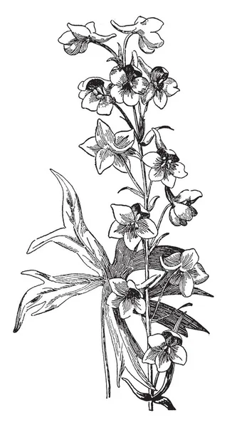 Larkspur Ανήκει Στην Οικογένεια Των Βατράχιο Larkspur Λουλούδια Είναι Σχεδόν — Διανυσματικό Αρχείο