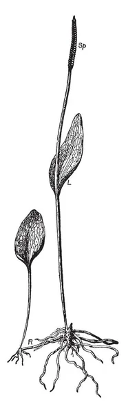 南方加法器舌的图像 加法器的舌头蕨 Ophioglossum Vulgatum 它形状象一个圆的金刚石形状的鞘和 赛跑者或 Stolon 复古线绘画或雕刻例证 — 图库矢量图片