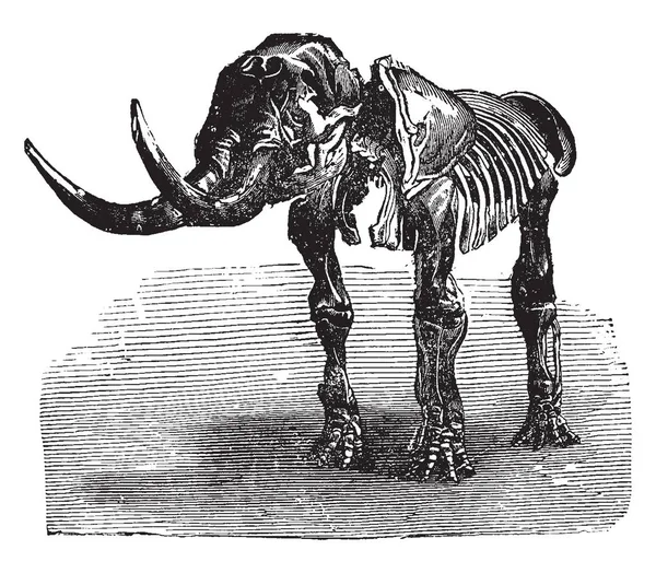 Mastodon Giganteum Having Teeth Relatively Primitive Form Number Vintage Line — Stock Vector