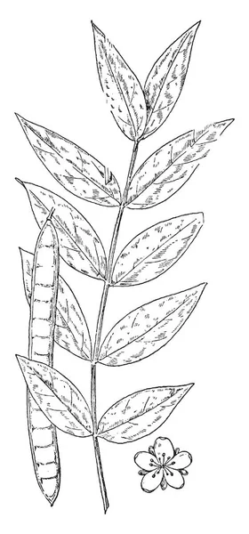 ノルウェーのもみじの葉 もみじの種です これは 落葉高木 ビンテージの線描画や彫刻イラスト — ストックベクタ