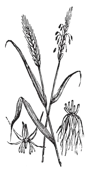 この写真はライ麦のこの作物の葉は非常に大きく ルーツは 深い土壌 ビンテージの線描画や彫刻イラスト — ストックベクタ