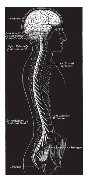 脳脊髄神経系 ビンテージの線描画や彫刻イラストの軸の表示 — ストックベクタ
