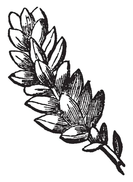 Жінка Годує Гусей Вінтажний Малюнок Лінії Або Гравірувальна Ілюстрація — стоковий вектор