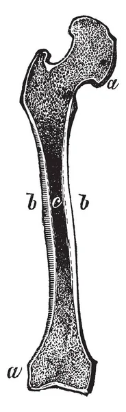 Esta Ilustración Representa Sección Del Hueso Del Muslo Dibujo Línea — Archivo Imágenes Vectoriales