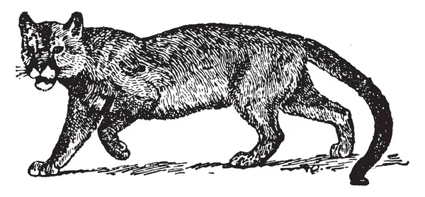 ピューマは亜科ネコ亜科アメリカ ヴィンテージの線描画や彫刻イラストに原産の大型肉食ネコ科動物です — ストックベクタ