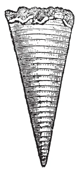 Belemnites Fossila Utdöd Ordning Bläckfisk Som Existerade Mesozoikum Vintage Linje — Stock vektor