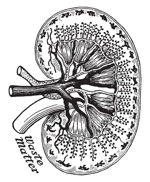 Denna Illustration Representerar Diagrammet Blodkärl Njuren Vintage Linje Ritning Eller — Stock vektor