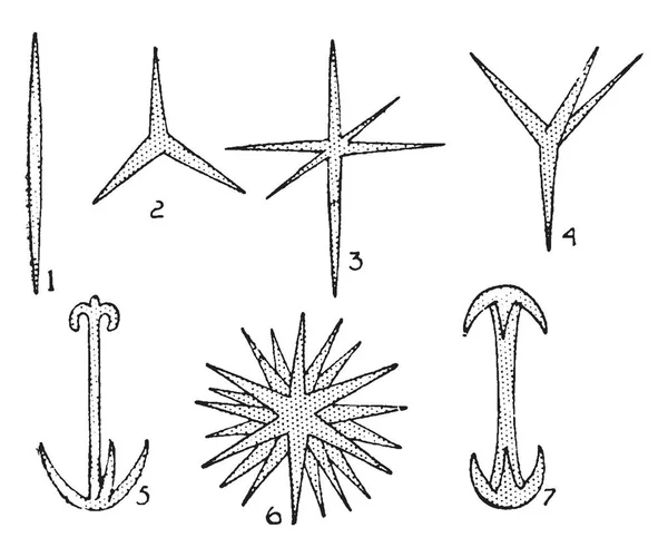 스폰지 Spicules 육안으로 있습니다 Megascleres 빈티지 이라고 — 스톡 벡터