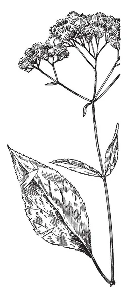 一幅画 显示了扎米亚的叶子 这是一棵中生代的树 复古线画或雕刻插图 — 图库矢量图片