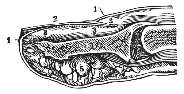 Иллюстрация Представляет Собой Раздел Конца Пальца Ногтя Рисунок Винтажной Линии — стоковый вектор