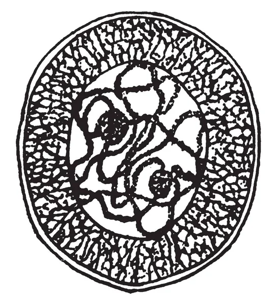 Тваринний Алфавіт Ounce Цьому Зображенні Зображена Тварина Ounce Біжить Ногою — стоковий вектор